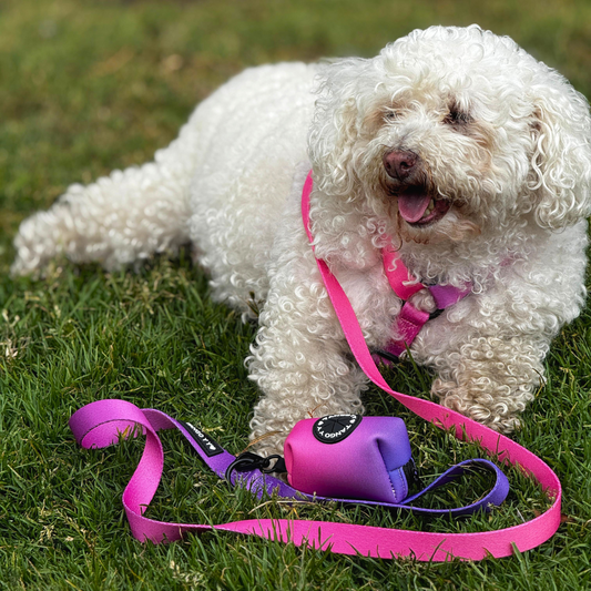 Set Arnes Rosado/Morado