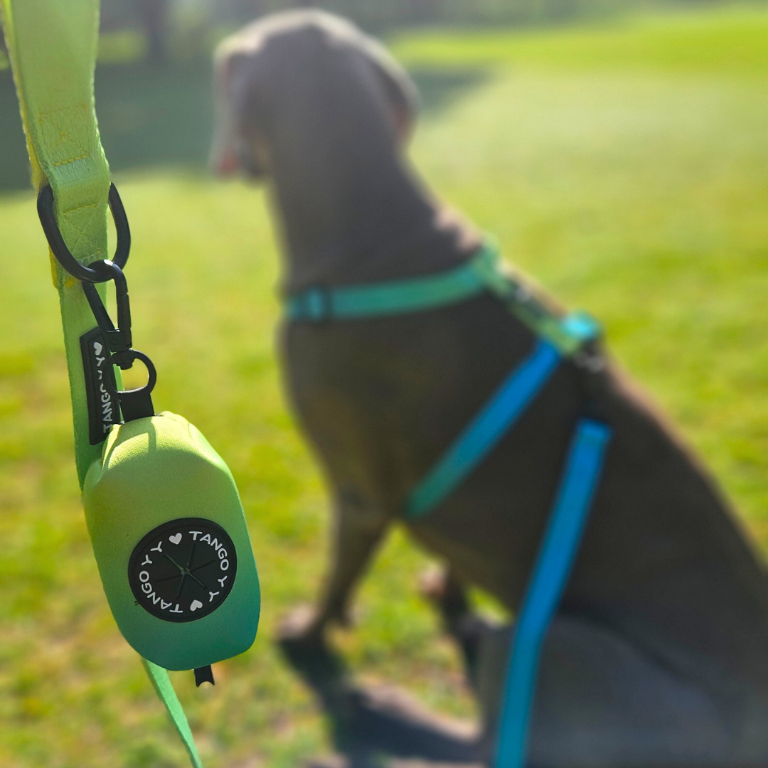 Set Arnes Verde/Azul