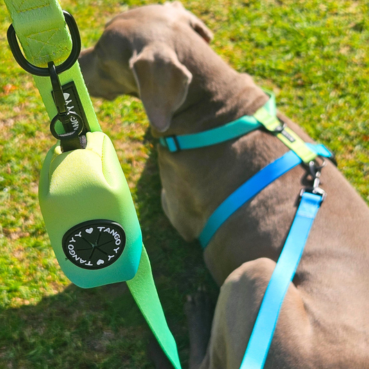 Set Arnes Verde/Azul