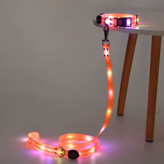 Set correa + collar luz led