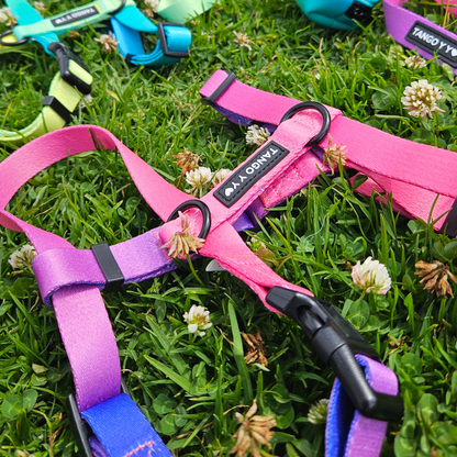 Set Arnes Rosado/Morado