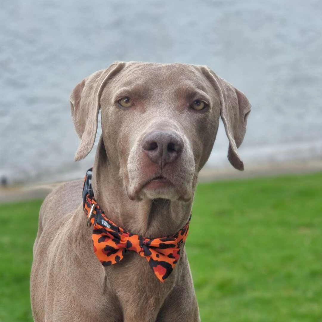 Collar Corbatín Naranja