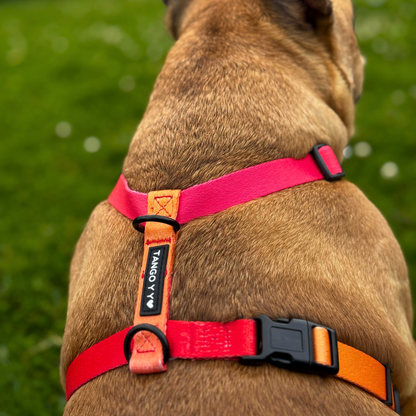 Set Arnes Rojo/Naranja