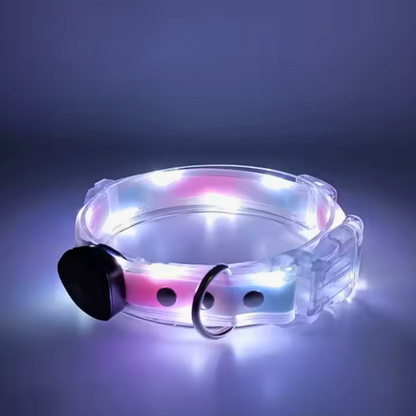 Set correa + collar luz led