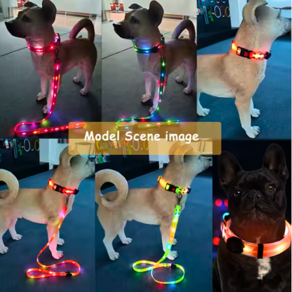 Set correa + collar luz led