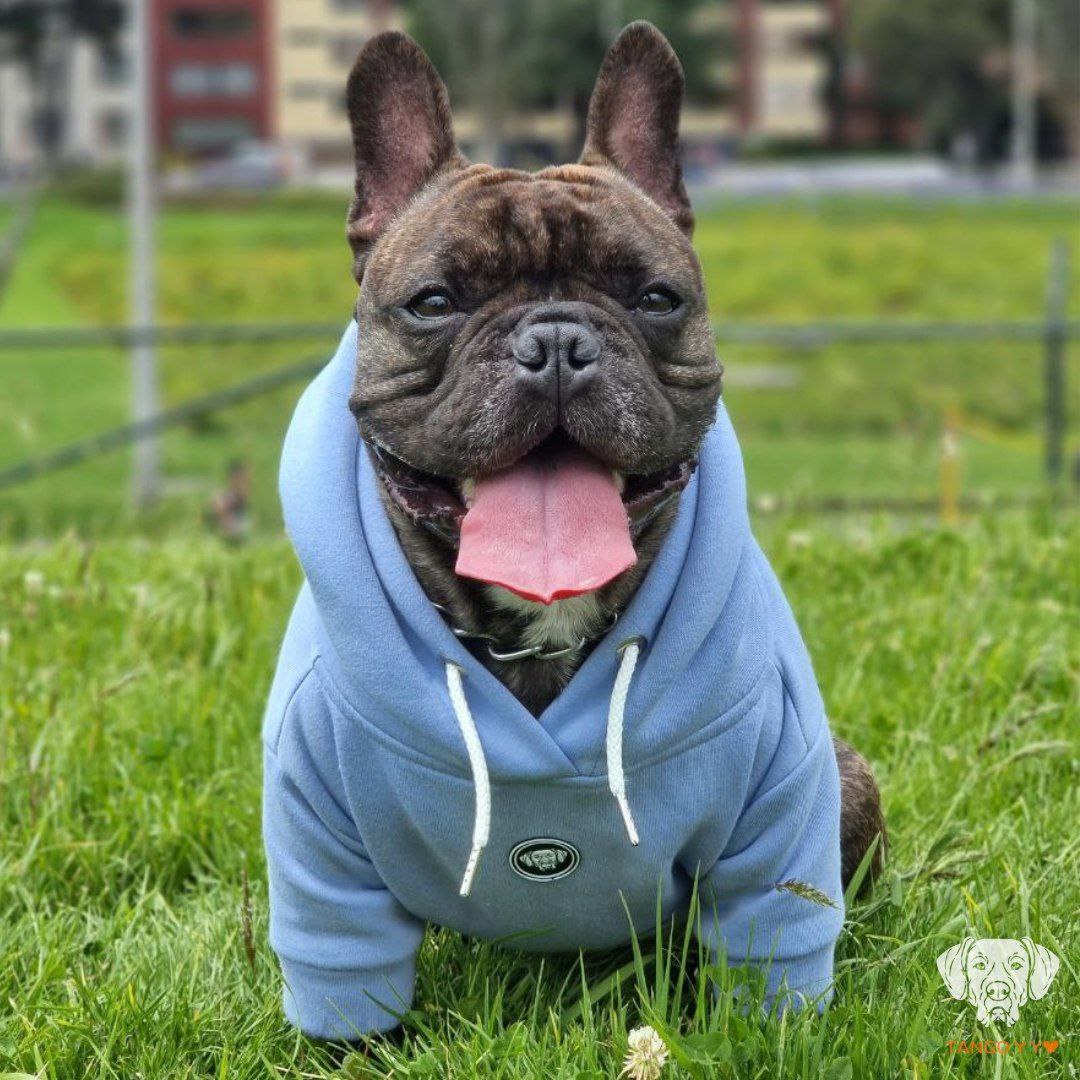 Hoodie Italiano 🐶